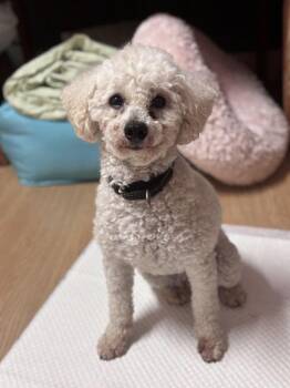 Roxy -  Bichon Frise Dog for Adoption in New York, New York - Roxy | PetCurious