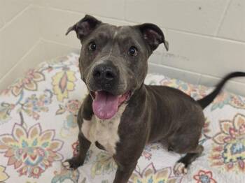 DOLLY -  Pit Bull Terrier and Mixed Breed Dog for Adoption in Auburn, California - DOLLY | PetCurious
