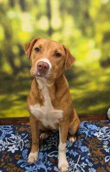 Labrador Retriever and Hound Dogs Available for Adoption - Maya | PetCurious