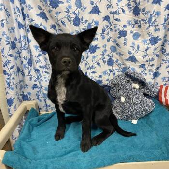 A612207 -  Australian Cattle Dog Blue Heeler Dog for Adoption in Modesto, California - A612207 | PetCurious