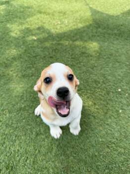 Rhubarb -  Beagle Dog for Adoption - Rhubarb | PetCurious