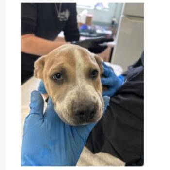 Alcott -  American Bulldog and Mixed Breed Dog for Adoption in Tampa, Florida - Alcott | PetCurious
