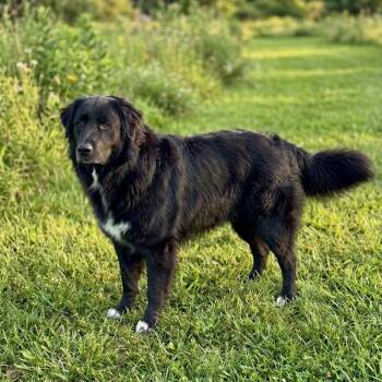 Onyx -  Border Collie Dog for Adoption in Smithfield, North Carolina - Onyx | PetCurious