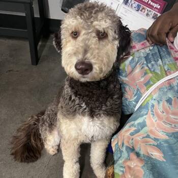 Roux -  Poodle and Mixed Breed Dog for Adoption in Tampa, Florida - Roux | PetCurious