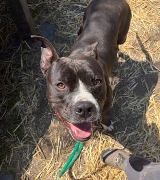 Pit Bull Terrier Dogs Available for Adoption in Chicago, Illinois - Tar | PetCurious