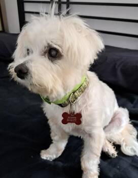 Daisy -  Maltese and Poodle Dog for Adoption in Alafaya, Florida - Daisy | PetCurious