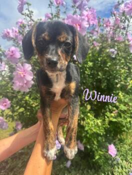 Winnie -  Beagle Dog for Adoption in West Falls, New York - Winnie | PetCurious