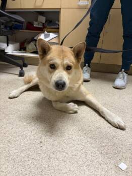 GOOF -  Akita and Jindo Dog for Adoption in Riverside, California - GOOF | PetCurious