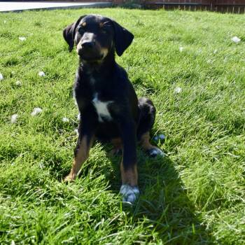 Poppy -  Border Collie and Doberman Pinscher Dog for Adoption in West Richland, Washington - Poppy | PetCurious