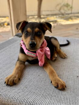 Rescue Shepherd Dogs for Adoption in Fullerton, California - Dakota | PetCurious