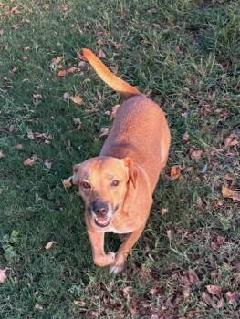 Dalia -  Beagle and Puggle Dog for Adoption in Tunica, Mississippi - Dalia | PetCurious