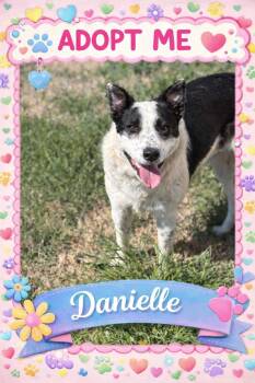 Border Collie Dogs Available for Adoption - Danielle | PetCurious
