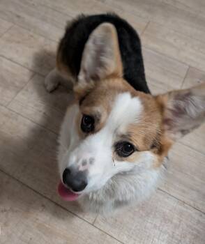 Corgi Dogs Available for Adoption in Brainerd, Minnesota - Herbie | PetCurious