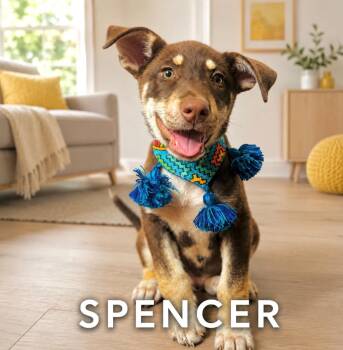 Spencer -  Husky and Shepherd Dog for Adoption in Lucas, Texas - Spencer | PetCurious