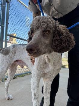 SPONSOR OR FOSTER ME - Timber -  Standard Poodle Dog for Adoption in Grafton, Wisconsin - SPONSOR OR FOSTER ME - Timber | PetCurious