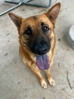 ASTRID -  German Shepherd Dog and Mixed Breed Dog for Adoption in Charlotte, North Carolina - ASTRID | PetCurious