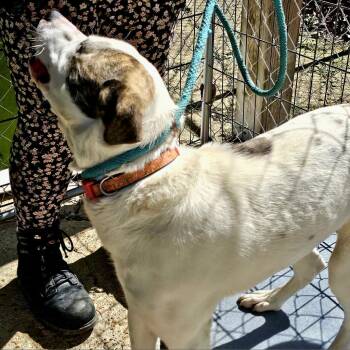Nala -  Pit Bull Terrier and Mixed Breed Dog for Adoption in Eureka Springs, Arkansas - Nala | PetCurious