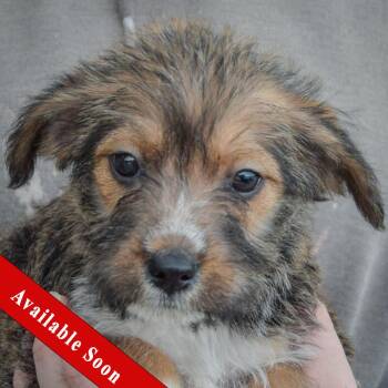 Bunny -  Poodle and Wirehaired Terrier Dog for Adoption in Huntley, Illinois - Bunny | PetCurious