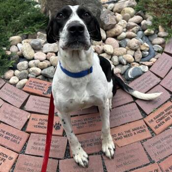Loki -  English Pointer and Pit Bull Terrier Dog for Adoption in Cheyenne, Wyoming - Loki | PetCurious