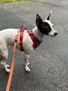 Spotty (Dotty) -  Rat Terrier and Chihuahua Dog for Adoption in Calgary, Alberta - Spotty (Dotty) | PetCurious