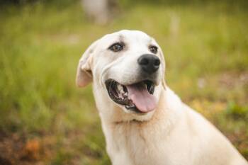 Bowie-Transport -  Great Pyrenees and Mixed Breed Dog Available for Adoption in Gradyville, Kentucky - Bowie-Transport | PetCurious