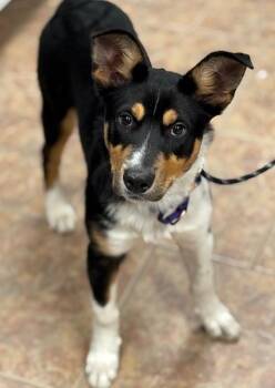 Smooth Collie and Australian Cattle Dog Blue Heeler Dogs Available for Adoption - Bruno | PetCurious