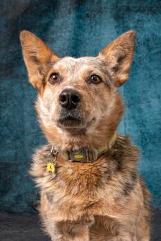 Rescue Australian Cattle Dog Blue Heeler Dogs for Adoption in Rock Springs, Wyoming - Hailey | PetCurious
