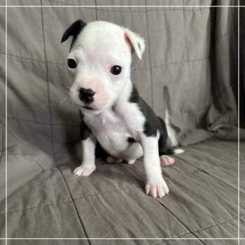 American Staffordshire Terrier Dogs Available for Adoption in Chandler, Arizona - Polo | PetCurious