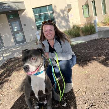 Rescue American Staffordshire Terrier and American Bully Dogs for Adoption in San Francisco, California - Spirit | PetCurious