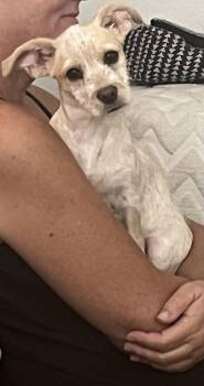 PENNY THE BEST PUPPY -  Miniature Poodle and Cattle Dog Dog for Adoption in Woodland, California - PENNY THE BEST PUPPY | PetCurious