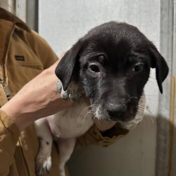 Australian Cattle Dog Blue Heeler and Mixed Breed Dogs Available for Adoption - ARROW | PetCurious