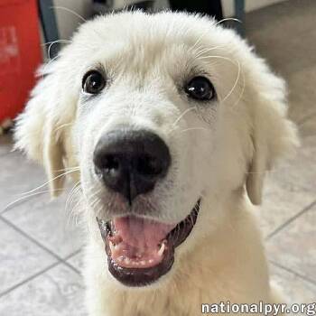 Great Pyrenees Dogs Available for Adoption in Beacon, New York - Sparky In FL - Loves French Fries & Toys! | PetCurious