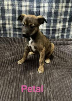 Terrier Dogs Available for Adoption in Topeka, Kansas - Petal | PetCurious