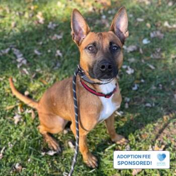 Fireball -  Belgian Shepherd Malinois Dog for Adoption in Naperville, Illinois - Fireball | PetCurious