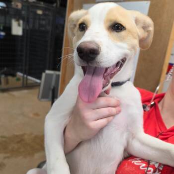 Johnny Cash -  Mixed Breed Dog for Adoption in Leander, Texas - Johnny Cash | PetCurious