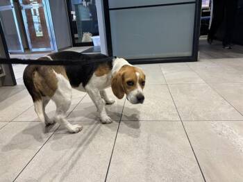 OREJAS -  Beagle Dog for Adoption in Rowlett, Texas - OREJAS | PetCurious
