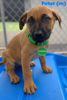 Boerboel and German Shepherd Dog Dogs Available for Adoption - Peter | PetCurious