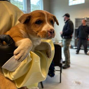 Mixed Breed Dogs Available for Adoption - Rashida | PetCurious