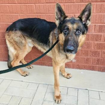 Archie -  German Shepherd Dog and Mixed Breed Dog for Adoption in Los Angeles, California - Archie | PetCurious