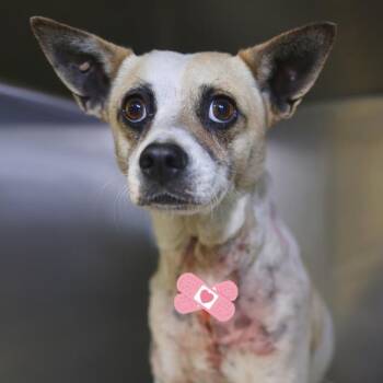 Rat Terrier Dogs Available for Adoption in San Antonio, Texas - OLIVER | PetCurious