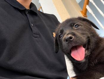 Emma -  Labrador Retriever and Terrier Dog for Adoption in Saugus, Massachusetts - Emma | PetCurious