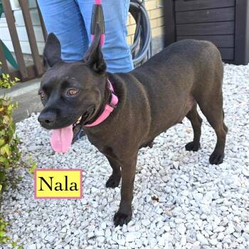 Nala -  Terrier Dog for Adoption in Corpus Christi, Texas - Nala | PetCurious