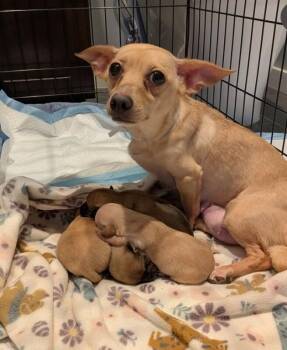 Bentley -  Chihuahua and Mixed Breed Dog for Adoption in Los Angeles, California - Bentley | PetCurious