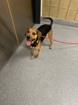 Beagle and Boxer Dogs Available for Adoption in Greenfield, Indiana - Luna | PetCurious