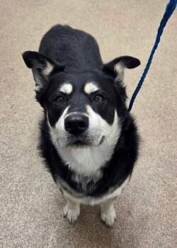 Husky and Mixed Breed Dogs Available for Adoption - Cheeto | PetCurious