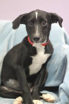 Tabatha in NH. Come Meet our Adoptable Dogs Wednesday-Saturday.  -  Black Labrador Retriever Dog for Adoption in Manchester, New Hampshire - Tabatha In NH. Come Meet Our Adoptable Dogs Wednesday-Saturday.  | PetCurious