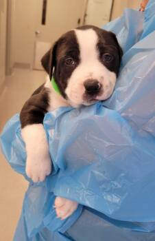 Pit Bull Terrier Dogs Available for Adoption in Chillicothe, Ohio - Peacock | PetCurious