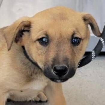 Mixed Breed Dogs Available for Adoption in Las Cruces, New Mexico - 106276 | PetCurious