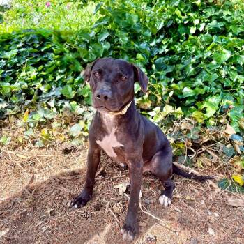 Connor -  Mixed Breed Dog for Adoption in Portland, Oregon - Connor | PetCurious