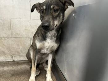 German Shepherd Dog and Mixed Breed Dogs Available for Adoption in San Bernardino, California - HAZEL | PetCurious
